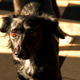 Image for article titled Shooting Challenge: Golden Hour